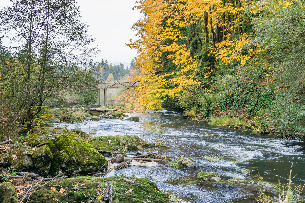 SCENIC VIEW OF RIVER AMIDST TREES IN FOREST