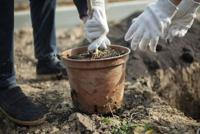 Planting seedlings in ground. planting plants in ground. people grow forest. pot with wood. person