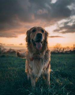 Dog looking away on field during sunset