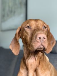 Close-up portrait of a dog looking away