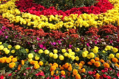 Close-up of multi colored flowers blooming outdoors