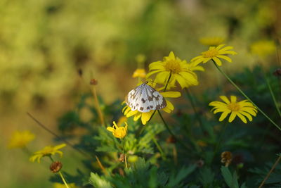 Close-up of bee on yellow flowers