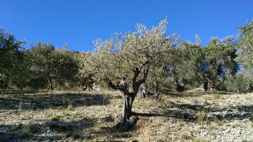 Trees on field against blue sky