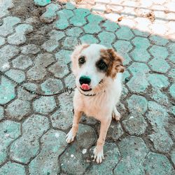 High angle portrait of dog on footpath