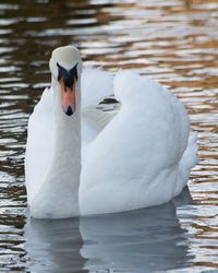 View of swan swimming in lake