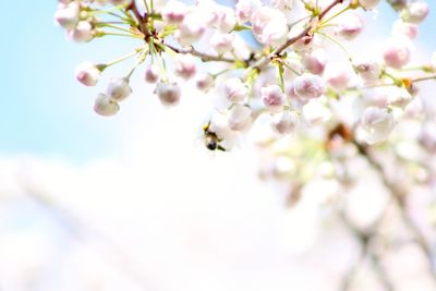 Low angle view of cherry blossoms against sky