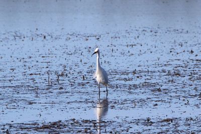 High angle view of gray heron on lake