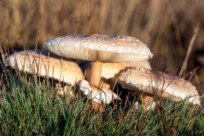 Close-up of mushroom on field