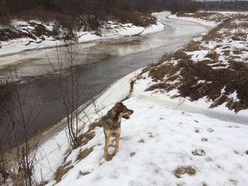 Dog on snow field during winter