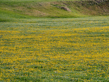 Yellow flowering plants on land