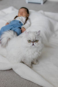 Portrait of cat lying on bed