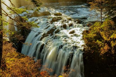 Scenic view of waterfall in forest