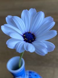 Close-up of purple flower