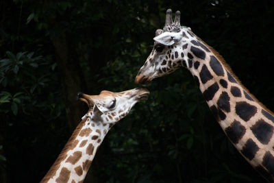Close-up of giraffe against trees