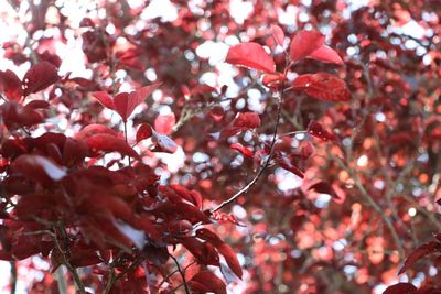 Close-up of red leaves on tree