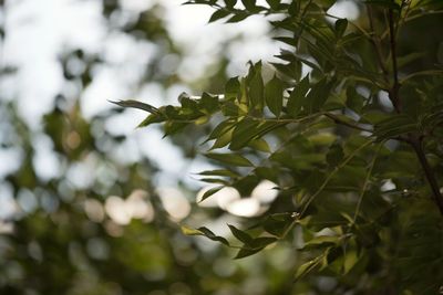 Close-up of leaves on tree