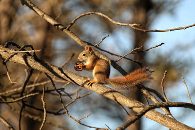 Close-up of squirrel on branch