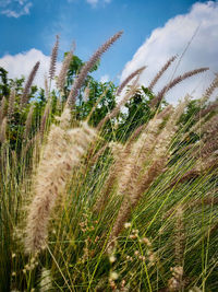 Low angle view of stalks in field against sky