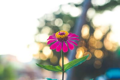 Close-up of pink flowering plant