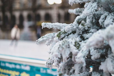 Close-up of frozen plant during winter