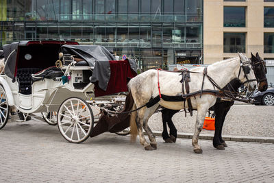 Horse cart on street