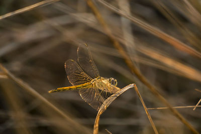 Close-up of a  dragonfly sitting still on a twig in the beautiful orange sunset light in the steppe