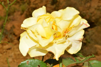 Close-up of flower blooming outdoors