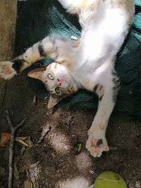 High angle portrait of cat relaxing outdoors