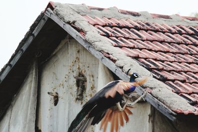 Low angle view of a bird on roof of building