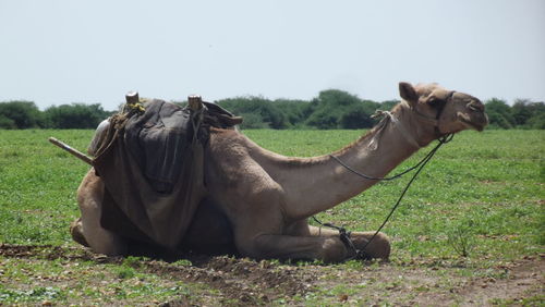 Horse grazing on field