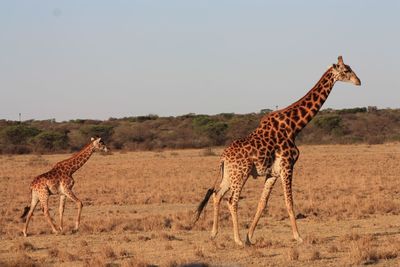 Giraffe standing on landscape against clear sky