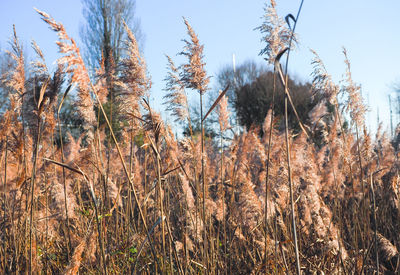 Close-up of stalks against the sky