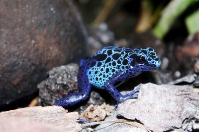 Blue little frog