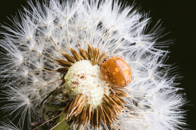 Close-up of dandelion flower