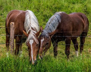 Horses standing in field