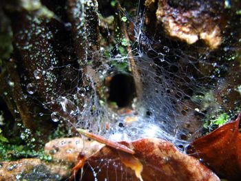 Close-up of rocks in water