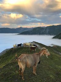 Sheep in a lake