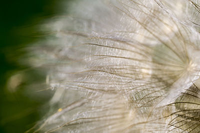 Close-up of leaf