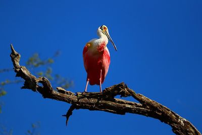 Low angle view of bird perching on branch against clear blue sky