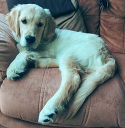 Dog resting on sofa at home