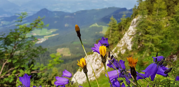 Close-up of purple flowering plant against mountain