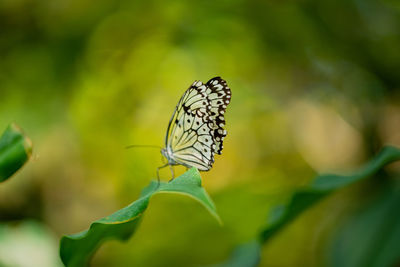 Close-up of butterfly pollinating flower