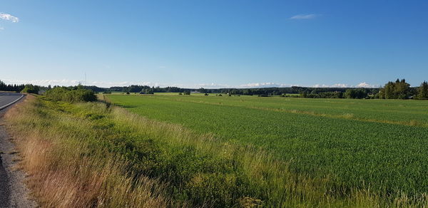 Scenic view of field against clear sky