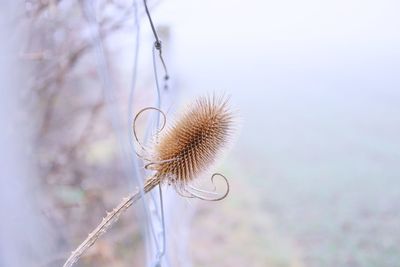 Close-up of dried plant