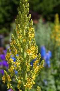 Close-up of yellow flowers