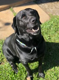 Close-up portrait of a dog