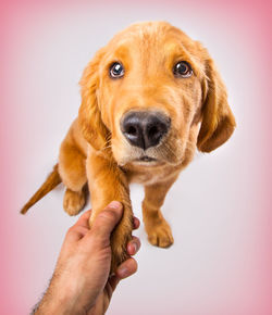 Close-up of hand holding dog against gray background