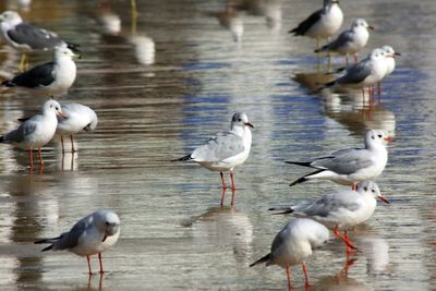 Close-up of birds