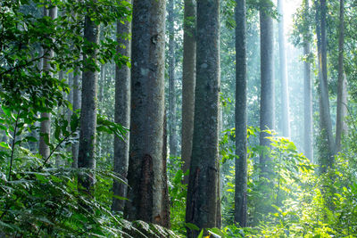 View of trees in forest