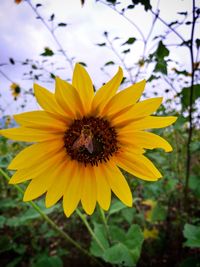 Close-up of insect on yellow flower